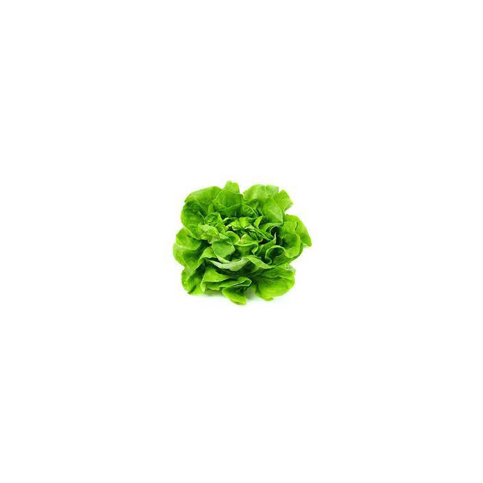 Rasad zelene salate-MG2312345